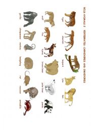 English Worksheet: wild animals