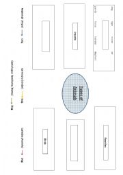 English Worksheet: Classifying animals