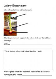 English Worksheet: Celery Experiment Worksheet