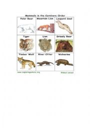English Worksheet: Mammals in the carnivore order