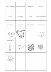 English Worksheet: digestion and respiration system cards