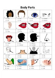 body parts images and vocabulary