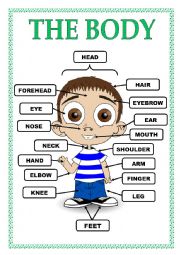 English Worksheet: PARTS OF THE BODY