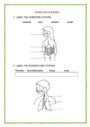 English Worksheet: Our body-health-plants