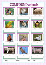 English Worksheet: Compound animals- funny