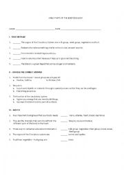 English Worksheet: Circulatory system