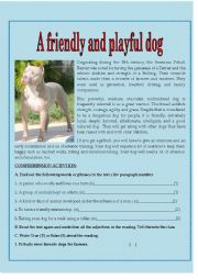 English Worksheet: A friendly and playful dog