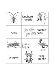 English Worksheet: bugs memory