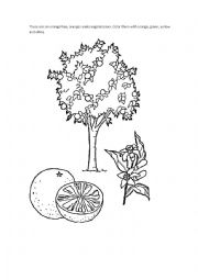 English Worksheet: Fruit orange- coloring oranges, orange tree and orange blossom