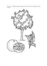 Fruit orange- coloring oranges, orange tree and orange blossom