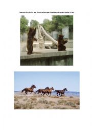 Animals photo comparison
