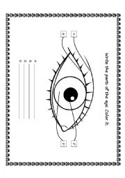 Parts of the Eye