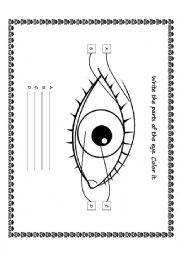 English Worksheet: Parts of the Eye