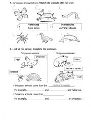 Vertebrates or invertebrates