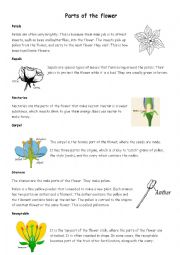 English Worksheet: Parts of the flower