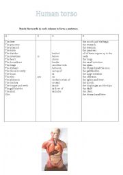 English Worksheet: Human Torso 