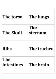 Flashcards+ meanings of Human torso 
