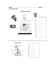 English Worksheet: BREATHING AND DIGESTIVE SYSTEM