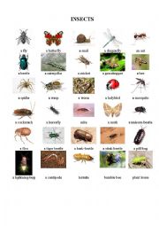 Insects