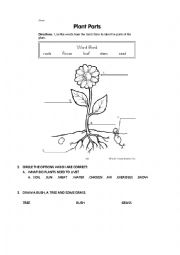 English Worksheet: PLANTS