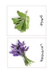English Worksheet: Herbs Part 2