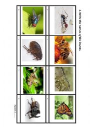 English Worksheet: Insects