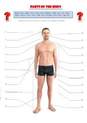 English Worksheet: Parts of the body