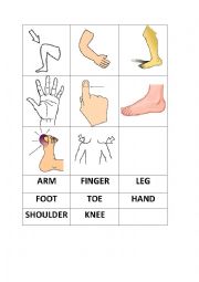 English Worksheet: body parts