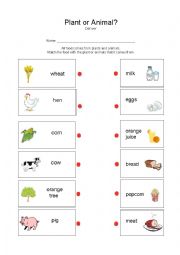 English Worksheet: Plant or Animal?