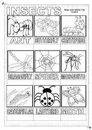 English Worksheet: Insects