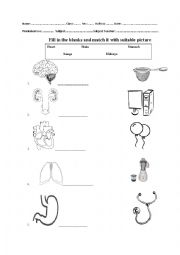 English Worksheet: Internal organs