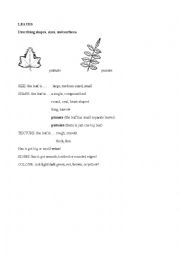 English Worksheet: leaves Science