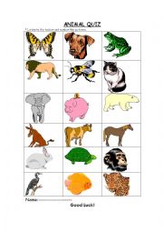 animals quiz