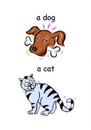 animals flashcards