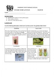 English Worksheet: Insect Comprehention