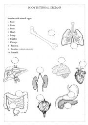 English Worksheet: BODY INTERNAL ORGANS