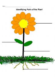 English Worksheet: Parts of a Flower