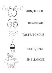 English Worksheet: Senses Organs
