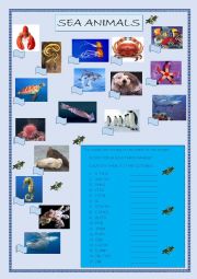 Sea Animals