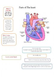 English Worksheet: PARTS OF THE HEART
