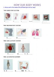 English Worksheet: THE BODY: internal organs