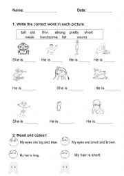 English Worksheet: Physical description 