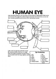 English Worksheet: Label the eye