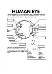 Label the eye