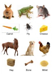 What Animal Eat Part 1