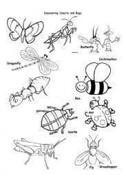 Insects and Bugs