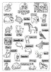 English Worksheet: PETS