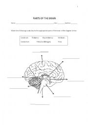 English Worksheet: Parts of our brain