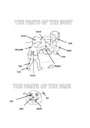 English Worksheet: Parts of the body and face