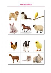 Animals bingo